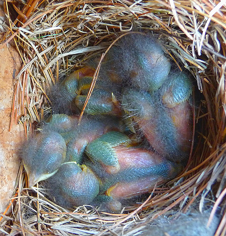 Bluebirds, baby 's, blauw, nest, regenboog, veren, bedreigde