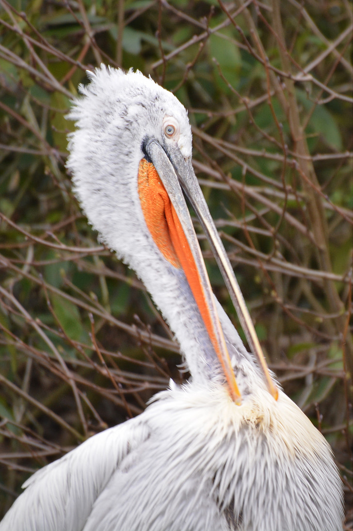 Pelican, uccello, animale, uccelli acquatici