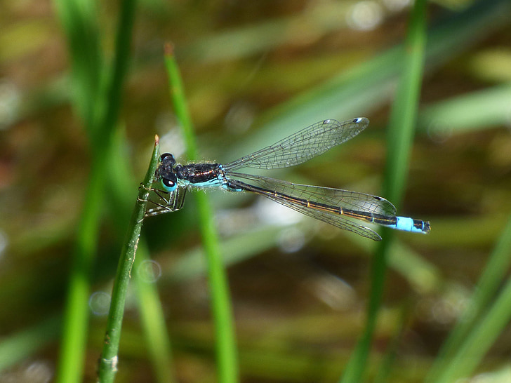 Dragonfly, stam, Wetland, rivier, Ischnura graellsii, Blauwe libel