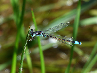Dragonfly, stammen, våtmarksområde, elven, Ischnura graellsii, blå dragonfly