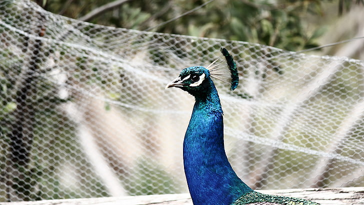 Peacock, vogel, dier, veer, patroon, ontwerp, blauw