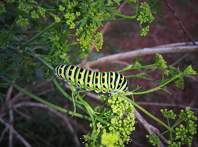Caterpillar, insekter, djur, Natura, grön, Stripes, prickade