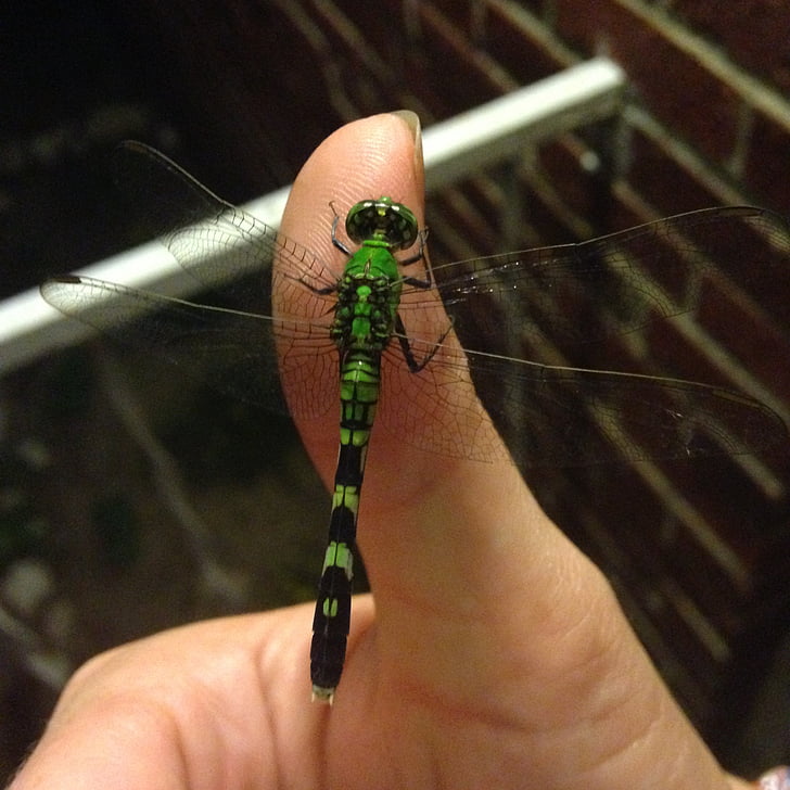 Dragonfly, zelena, bug, insektov, krila, roko, letenje