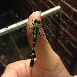 Dragonfly, grønn, feil, insekt, vinger, hånd, fly