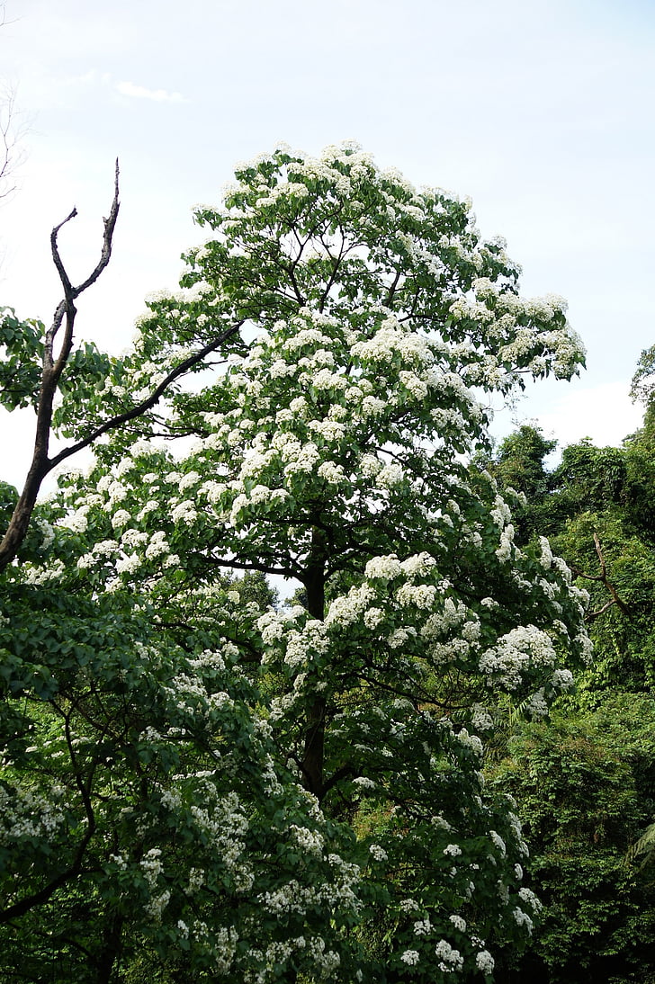 Tung copaci şi flori, cu flori, flori albe, Wu yuexue, copac, natura, Filiala