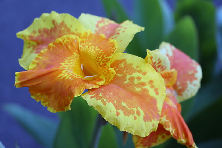 gelbe Blume, Anlage, Garten, Natur, Blume, Blumen, Frühling