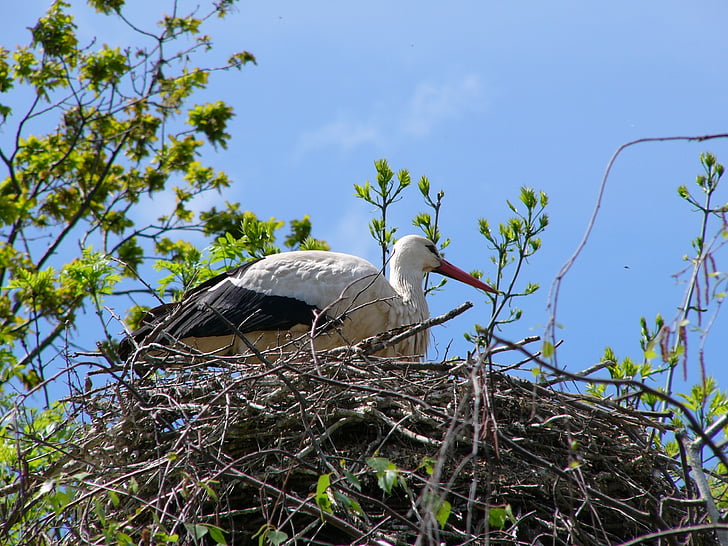 bird, stork, nest, nature, animal