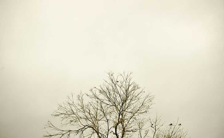 sky, tree, twigs, silhouette, landscape, against light, nature