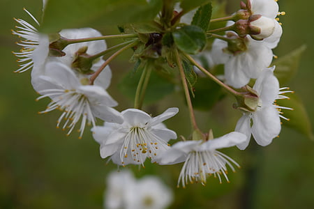 fiori di ciliegio, Blossom, Bloom, albero da frutto, ciliegia, bianco, primavera