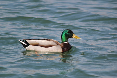 duck, wild, glossy feathers, floats