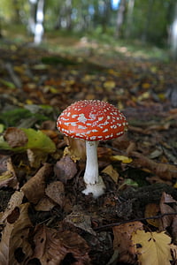 Fly agaric, paddestoel, rood, symbool van geluk, paddenstoel Vliegenzwam rood, witte stippen, bos