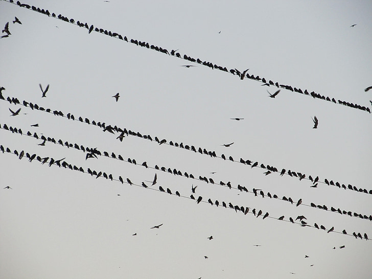 chim, Hitchcock, Flock, quạ, dây điện, swarm, bay