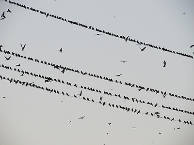 birds, hitchcock, flock, crows, wires, swarm, flying