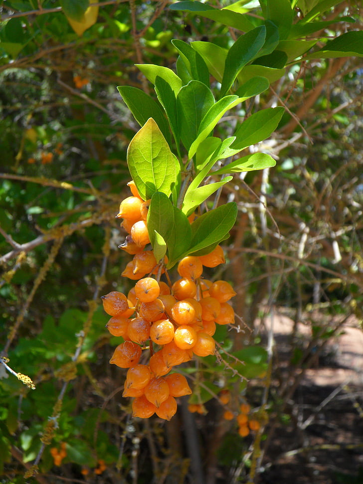 bobule, Berry, Orange, oranžové bobule, exotické, Bush, rastlín