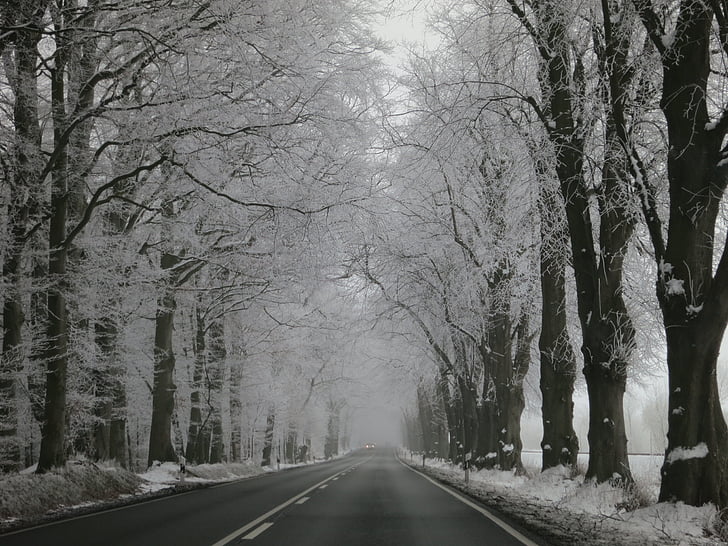 winter, avenue, snow, away, wintry, snowy, trees