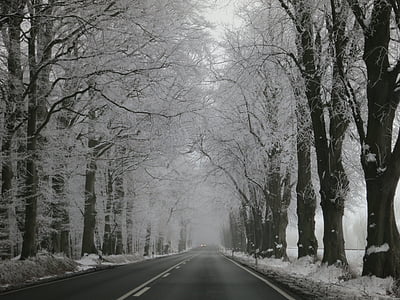 冬, アベニュー, 雪, 離れて, 冬, 雪に覆われました。, 木