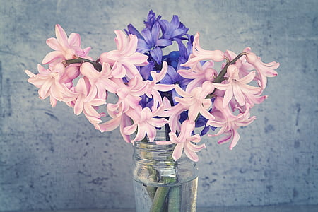 hyacinth, flowers, pink, blue, spring flower, fragrant flower, schnittblume