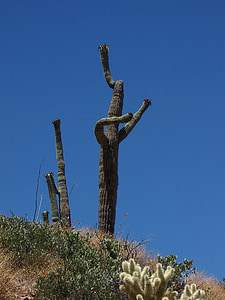 Cactus, Saguaro, naturen, öken, landskap, grön, Anläggningen