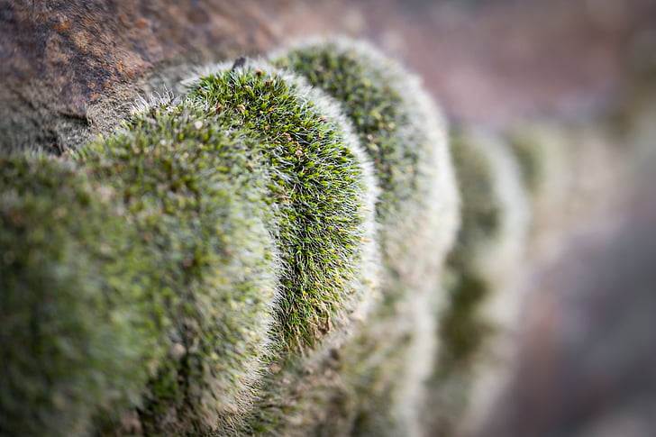 moss, wall, green, stone, macro, fouling, stone wall