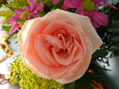 Rosa, nature, fleur, romantique, jardin, printemps
