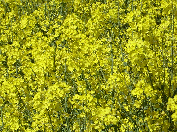 field of rapeseeds, blossom, bloom, plant, yellow, oilseed Rape, nature