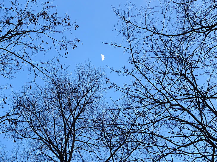 trees, aesthetic, branches, canopy, forest, silhouettes, moon
