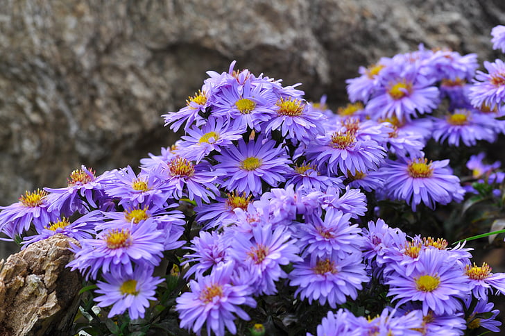 herbstaster, flores, Aster, planta, azul, violeta