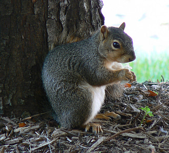 squirrel, common squirrel, eating, nut, grass, ground, furry