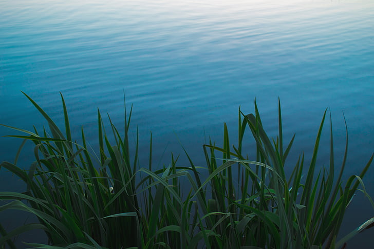 grass, lake, plant, river, water, growth, nature