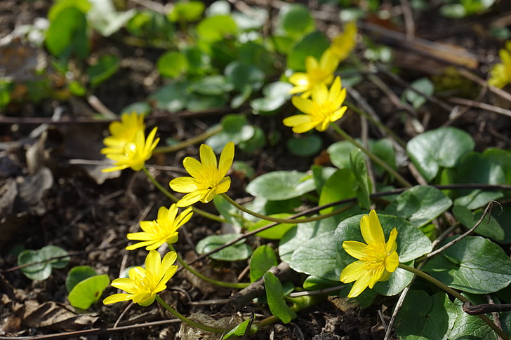 Schöllkraut, Blume, Blüte, Bloom, gelb, Ficaria Verna, Ranunculus Ficaria l
