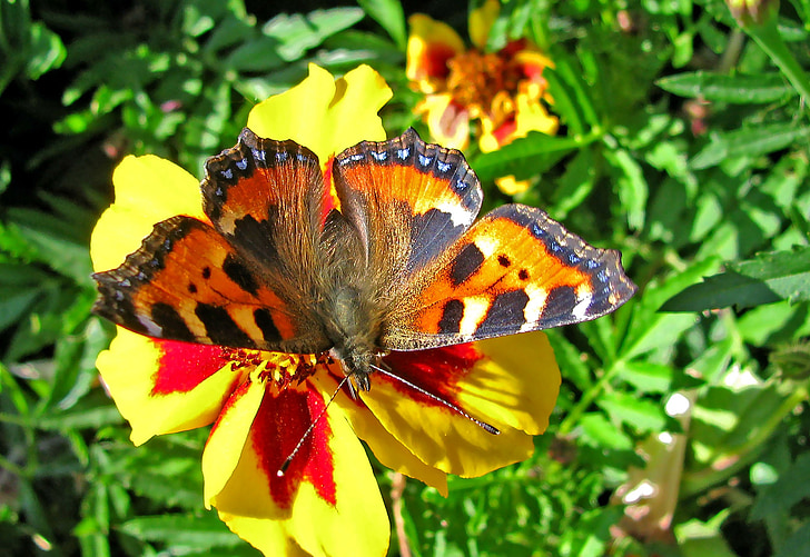papillon, été, insecte, nature, fleur, macro, Closeup