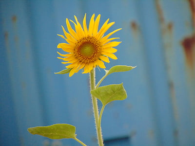 beautiful flowers, sunflower, the sun, flower, yellow, growth, plant