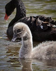 Swan, pecete, tineri, în jos, natura, faunei sălbatice, negru