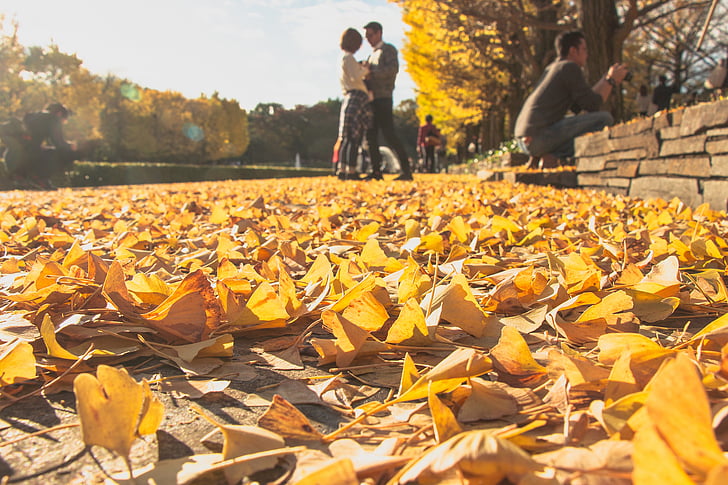 nature, people, yellow, leaves, couple, romance, love