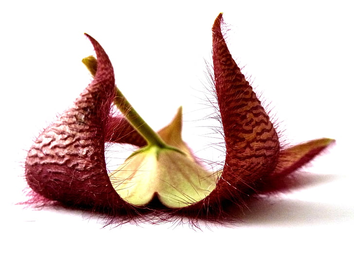 stapelia, plant, flower, surprise, riddle, red, nature