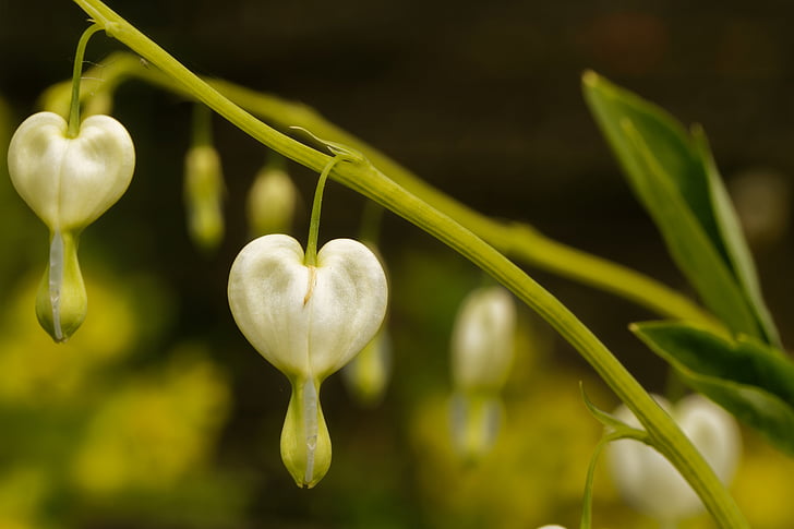 särkynyt sydän, valkoinen, kukka, lamprocapnos spectabilis, kaksi sävy heart kukka, herzerlstock, liekehtivä sydän