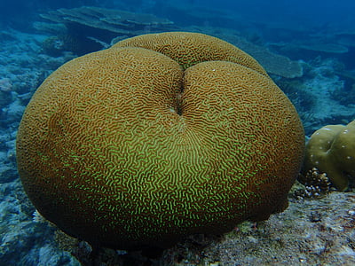 Maldives, l’océan Indien, coraux, sous l’eau, sous-marin, mer, vie marine