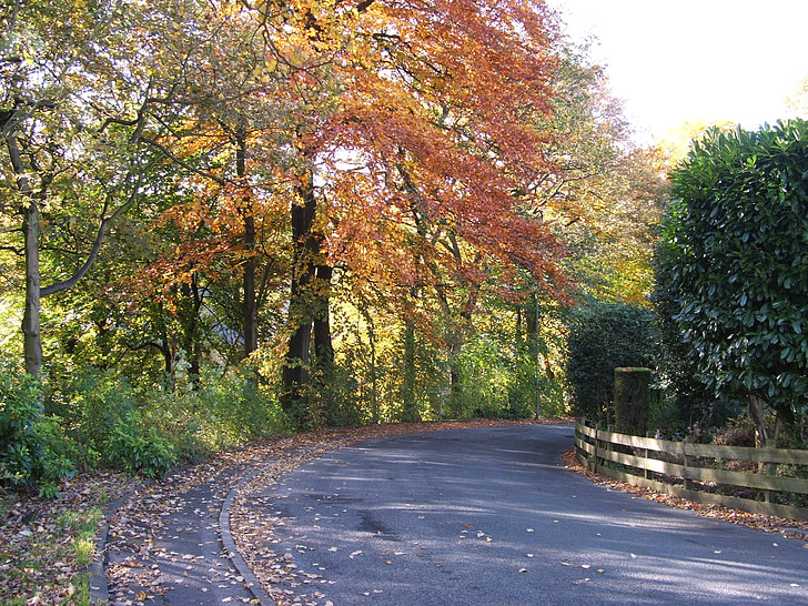 árboles, árbol, carretera, Ruta de acceso, calle, hojas, hoja