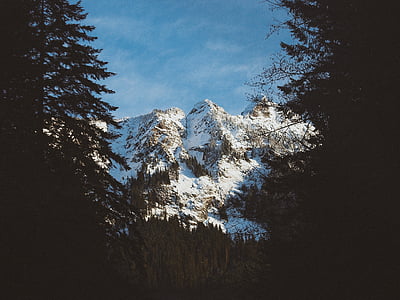 Pinus, arbre, a prop, neu, muntanya, pic, clar