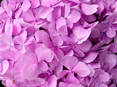 Hortensia, kroonleht, tekstuur, roosa värv, lilla, lill, suur hulk objekte