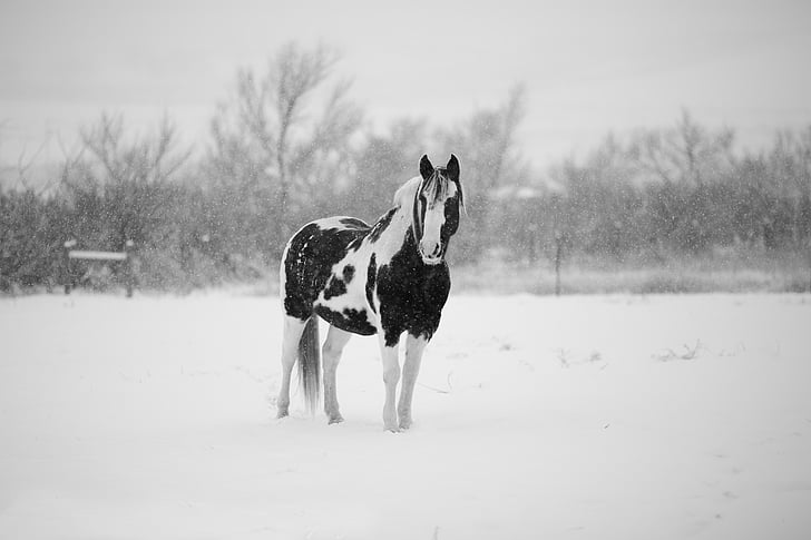 Vinter, hest, snø, dyr, natur, equine, hvit