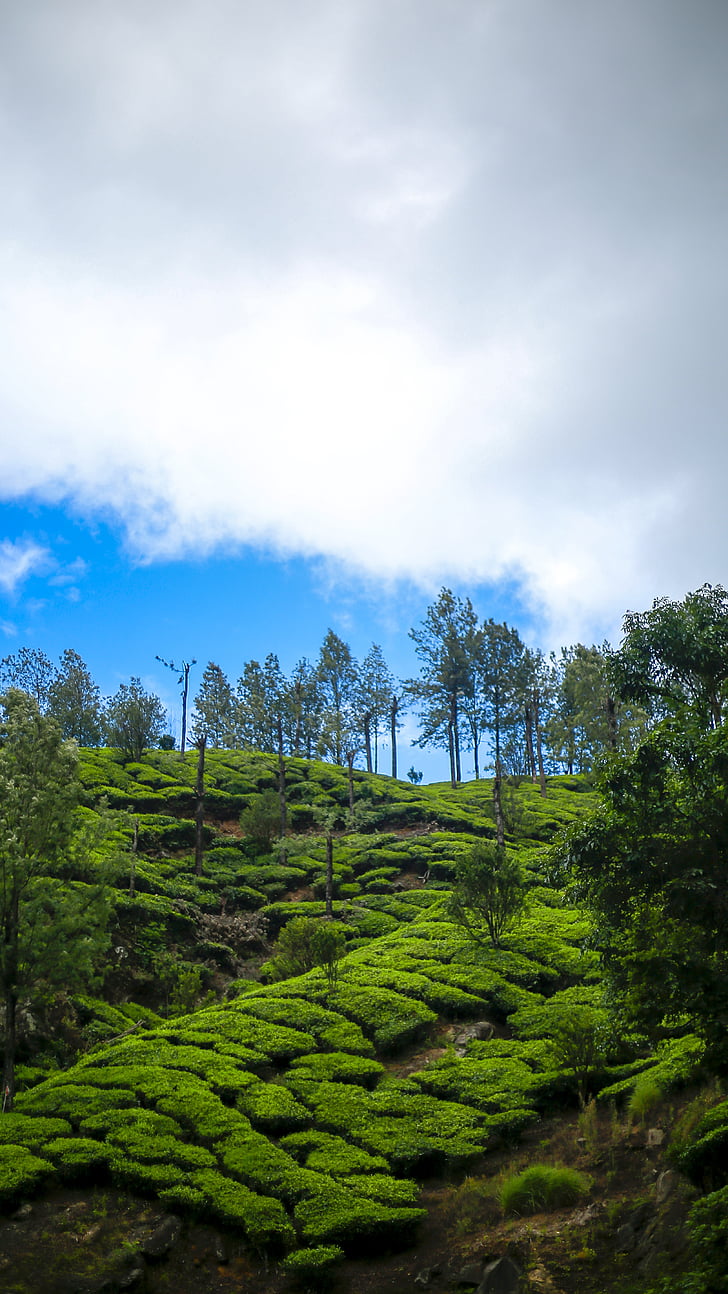 Kerala, loodus, roheline, maastik, Munnar, maastik, mägi