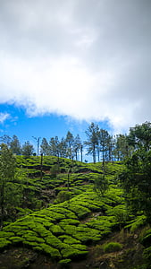 Kerala, narave, zelena, krajine, Munnar, kulise, gorskih