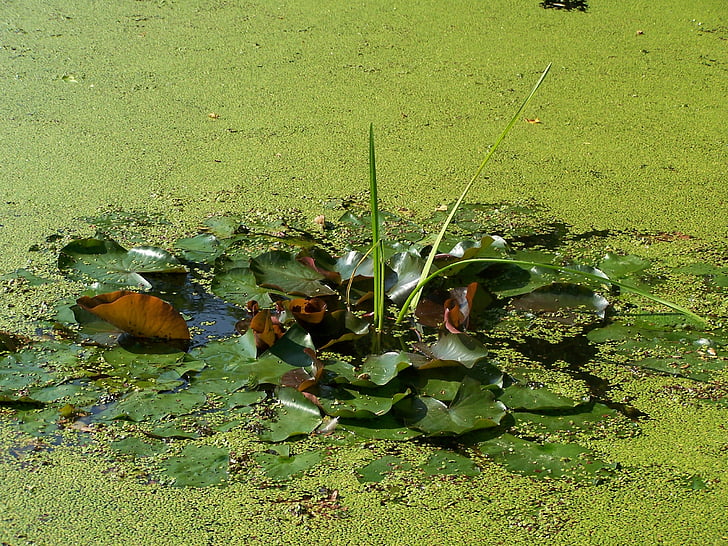 Okřehek, rybník, zelená, Příroda, voda, teichplanze, listy