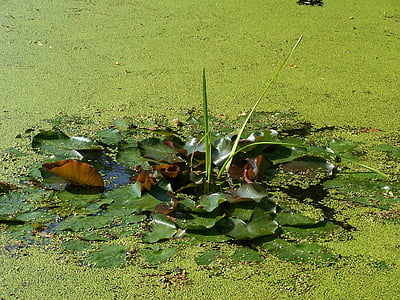 duckweed, pond, green, nature, water, teichplanze, leaves