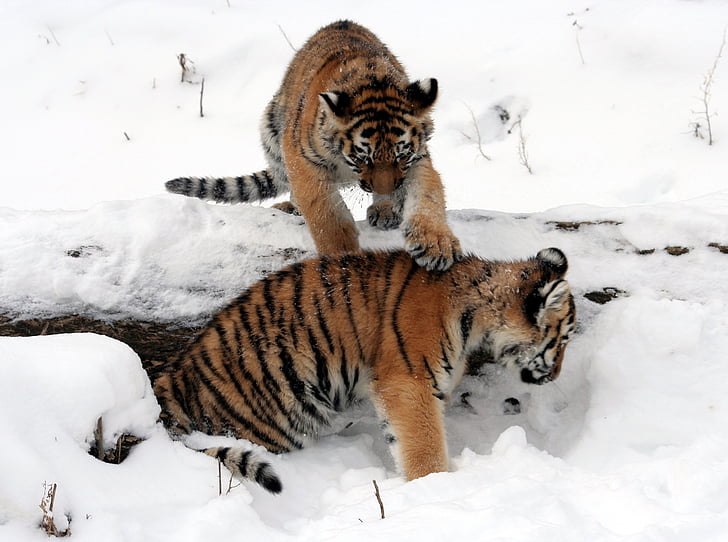 тигри, малките, сняг, възпроизвеждане на, зимни, Хищникът, ивици