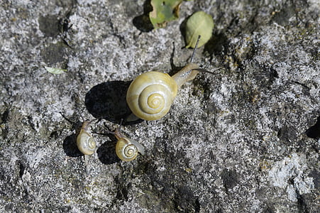 snails, family, crawl, steinig, yellow, shell, slowly