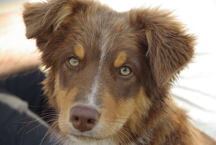 hund, Australian shepherd, Pet, animalske portræt, opmærksomhed, dyr