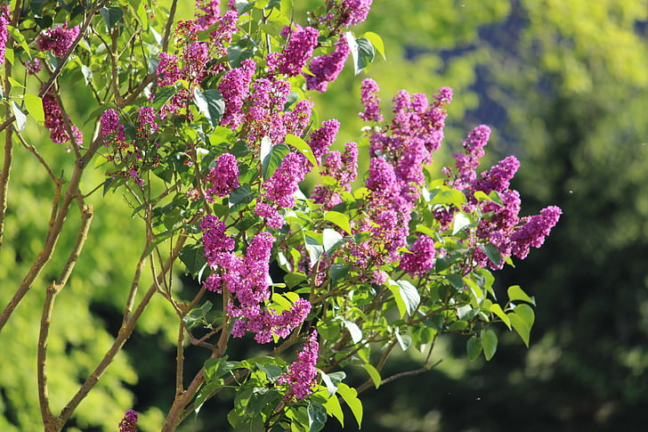 flowers, plant, flower, leaves, nature, leaf, blossom
