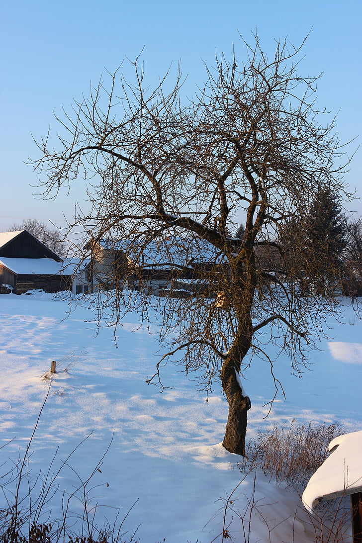 sneh, zimné, januára, strom, za studena, Príroda, ľad